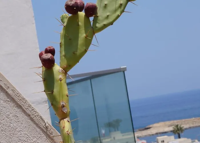 Leo * San Pawl il-Baħar